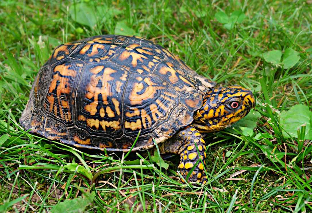 brown yellow tortoise