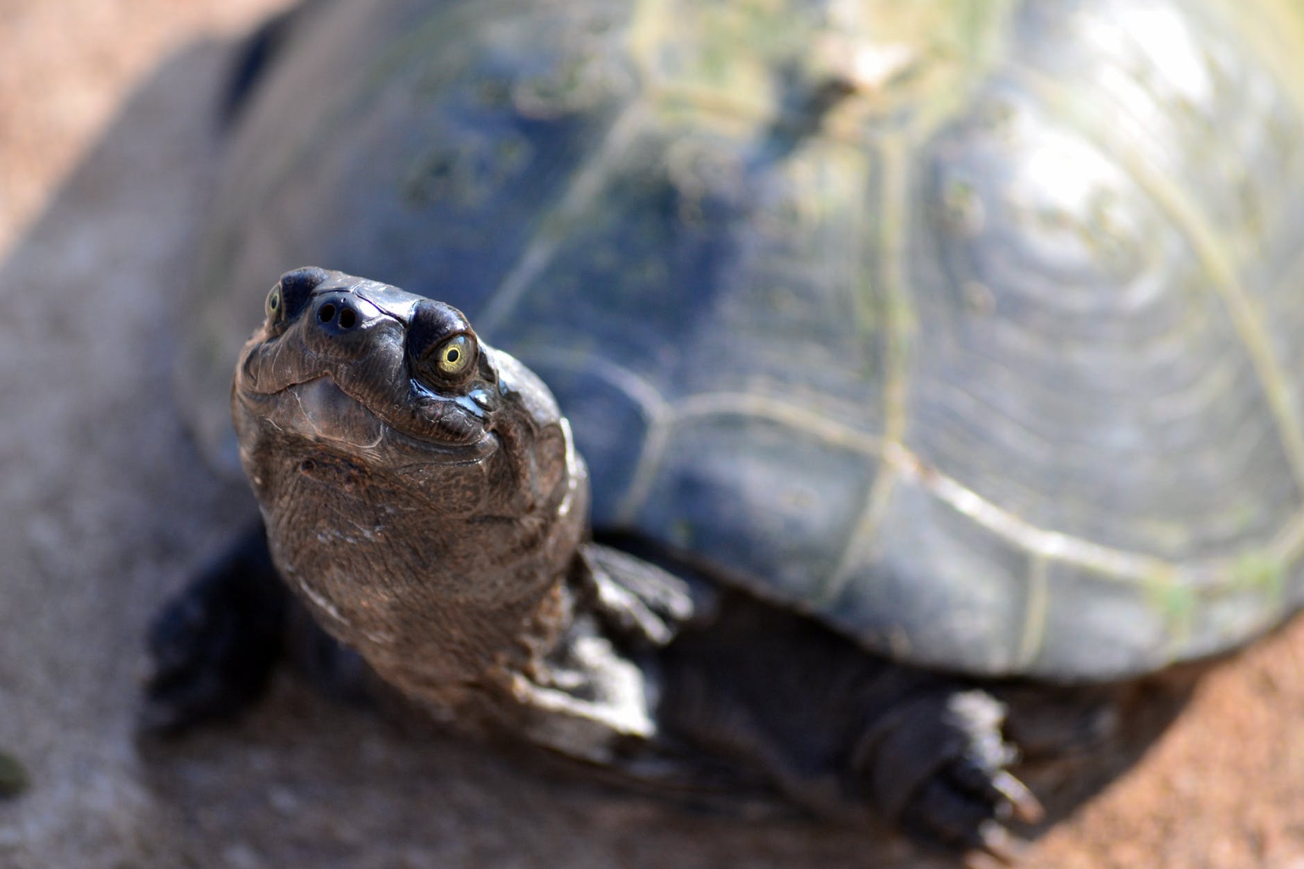 turtle on brown ground
