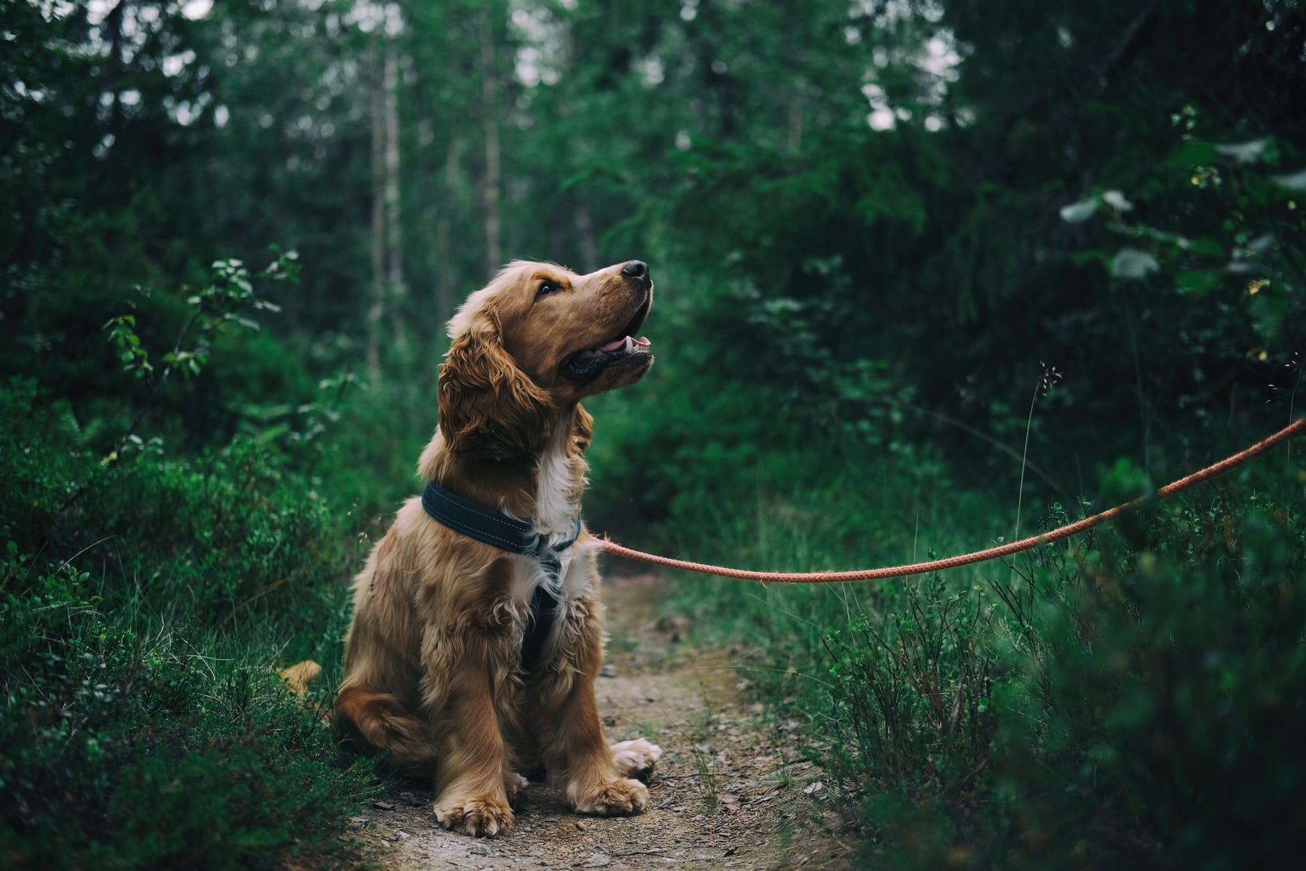 english cocker spaniel puppy sitting on ground beside grass