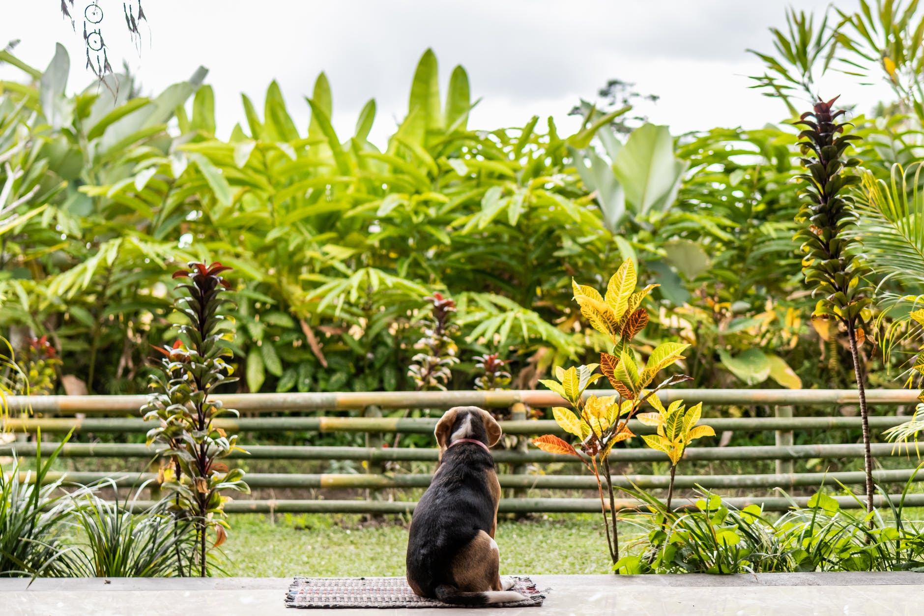 dog sitting on rug overlooking green leafed plants