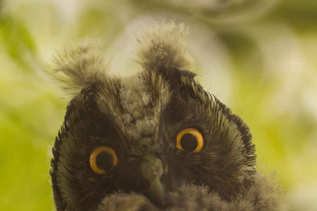 animals birds owl fauna