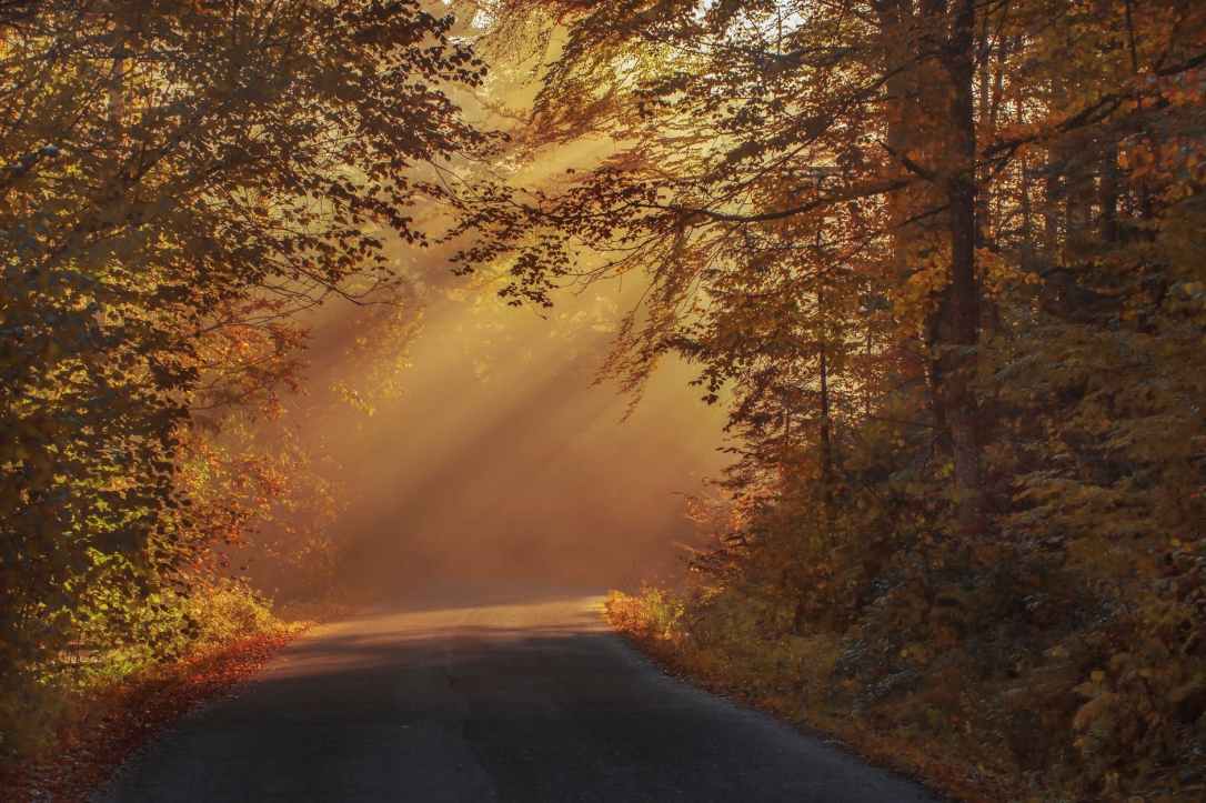 gray asphalt road in between brown orange leaf trees during daytime