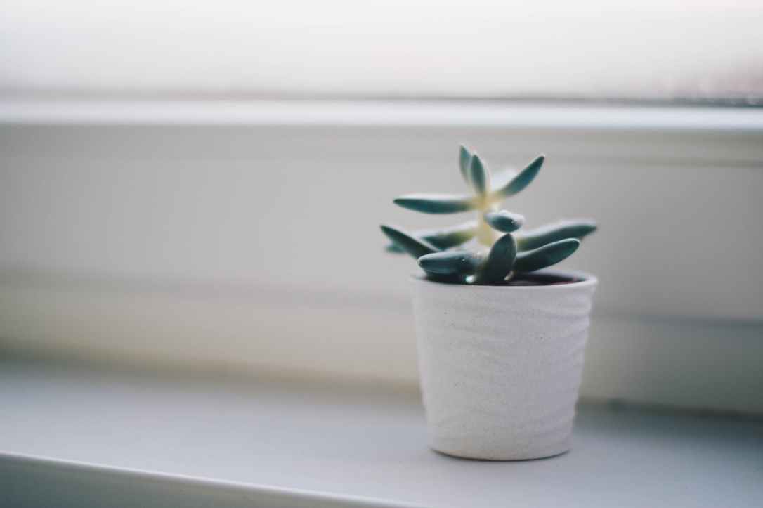 green succulent plant in white pot