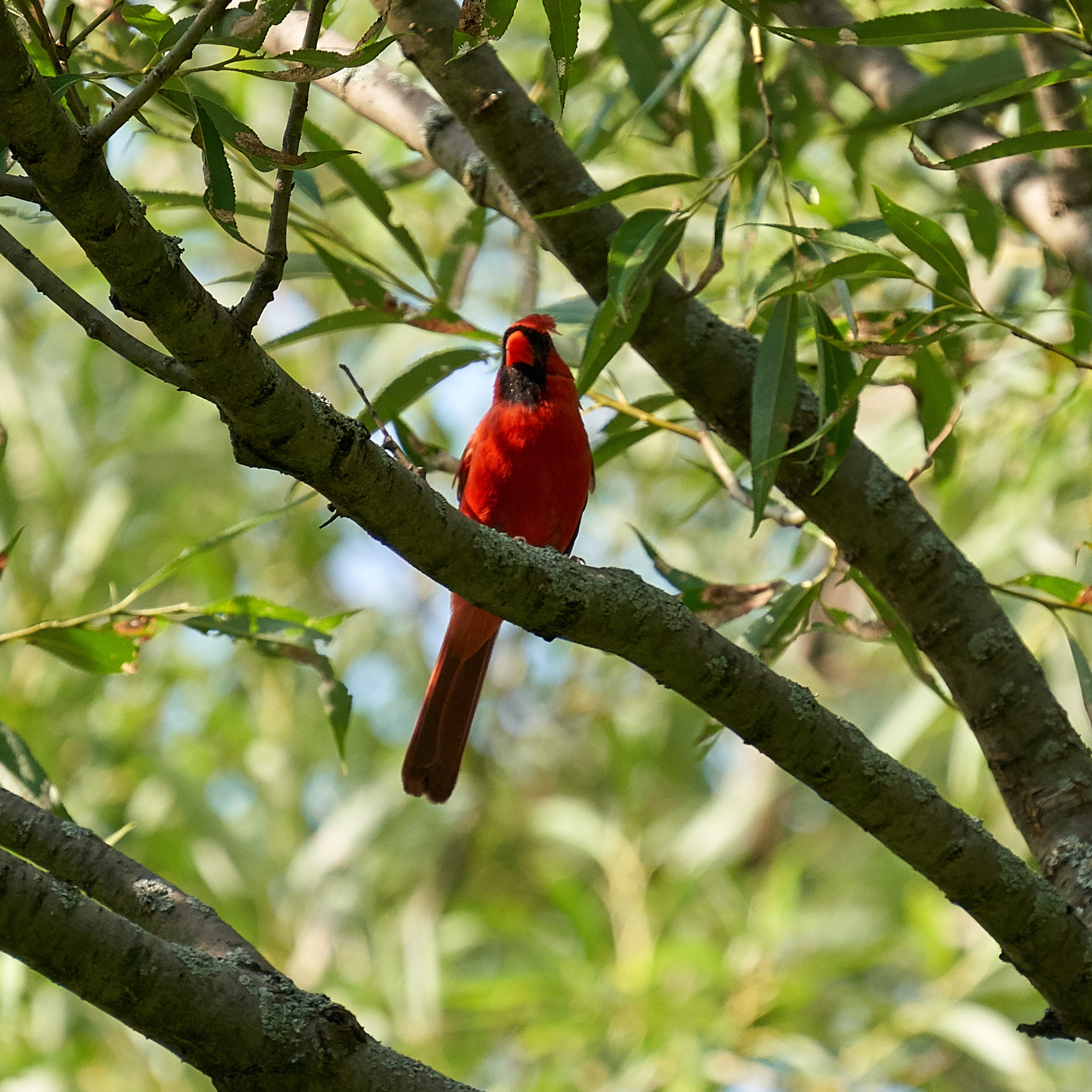 adam-muise-A3JsDsEWx7M-unsplash