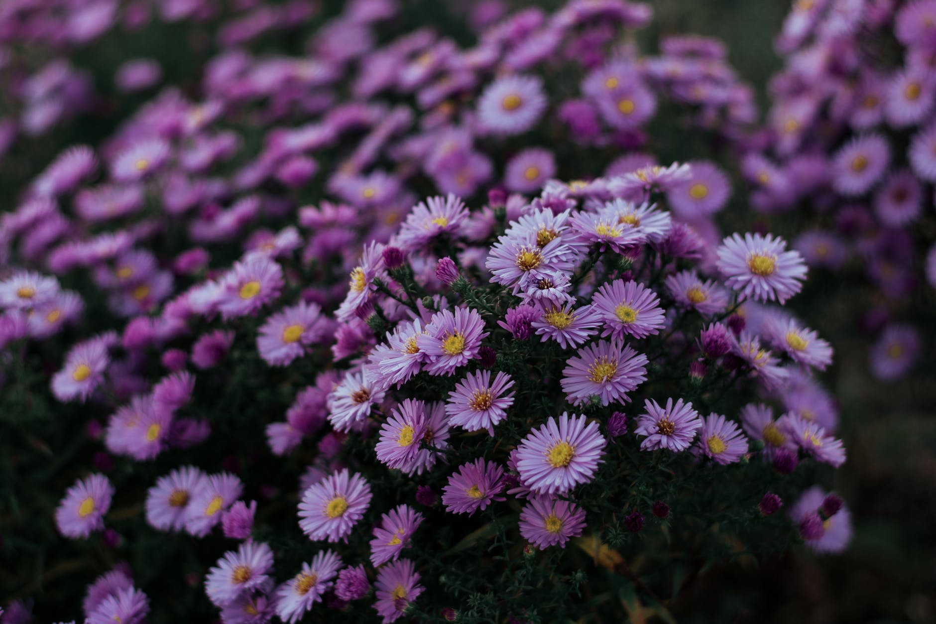close up photo of purple aster flowers