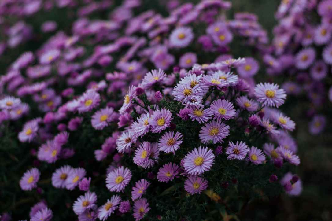 close up photo of purple aster flowers