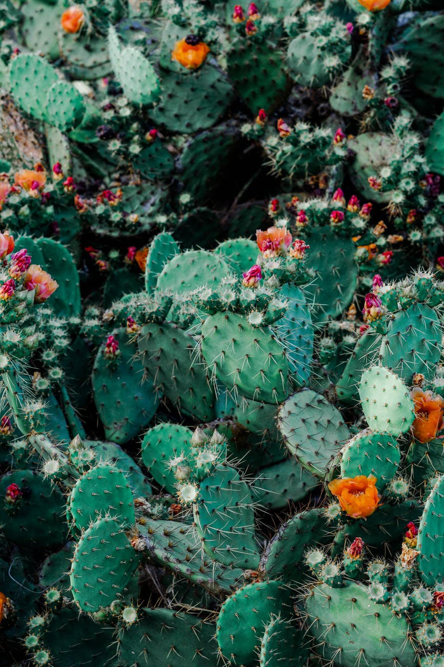 photo of orange and pink petaled flowers on cactus plants