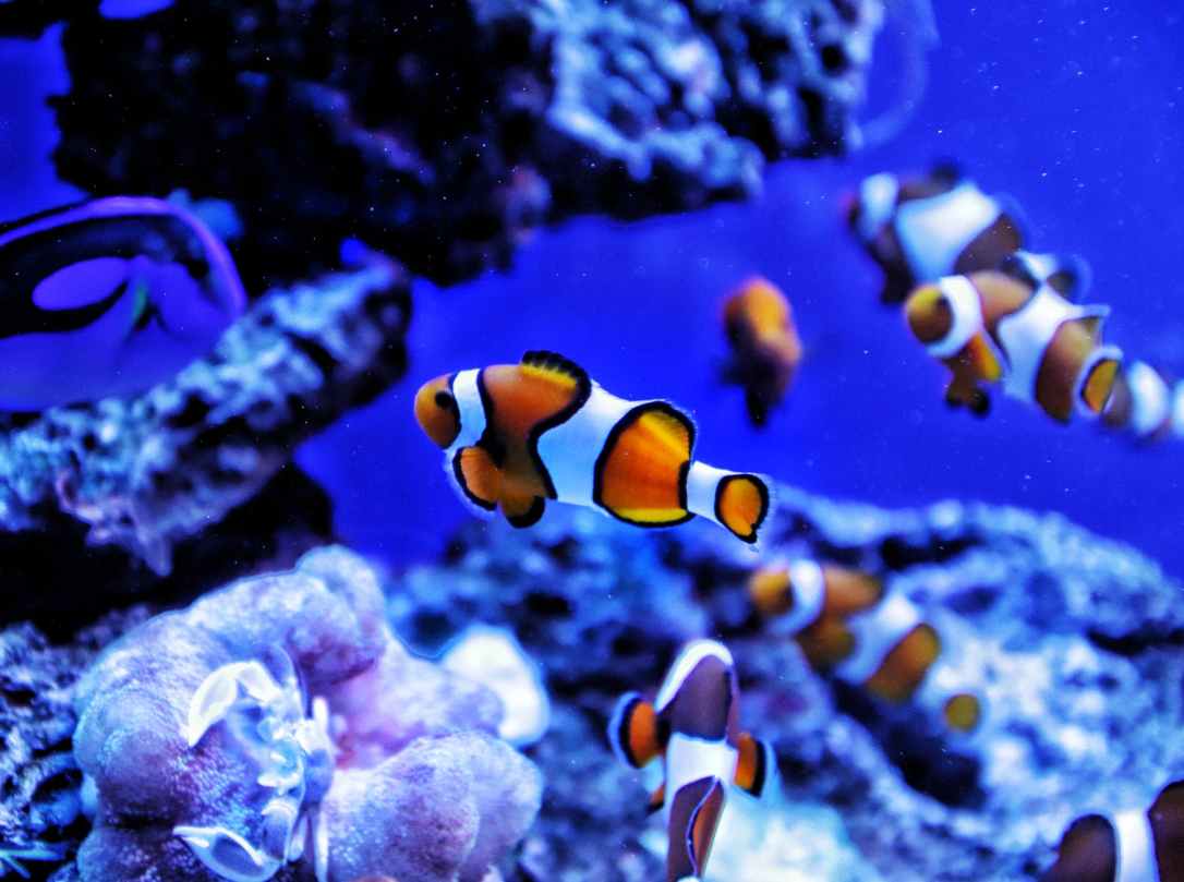 common clownfish