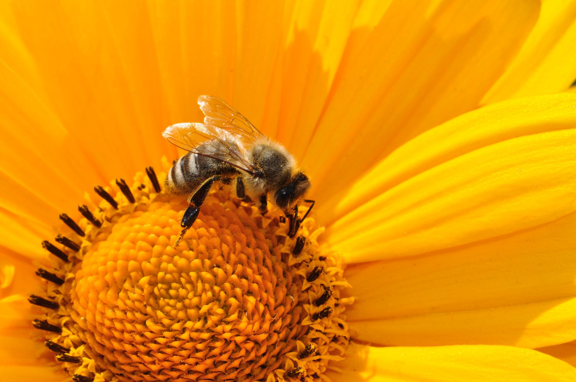 bumble bee on yellow daisy