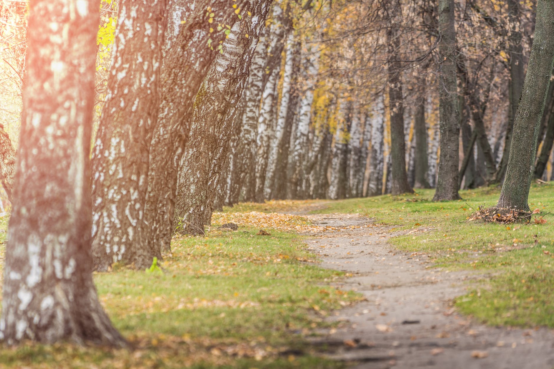 photo of pathway surrounded by trees