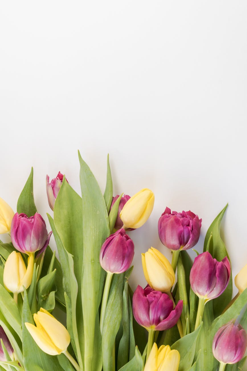 selective focus photography of pink and yellow tulips flowers