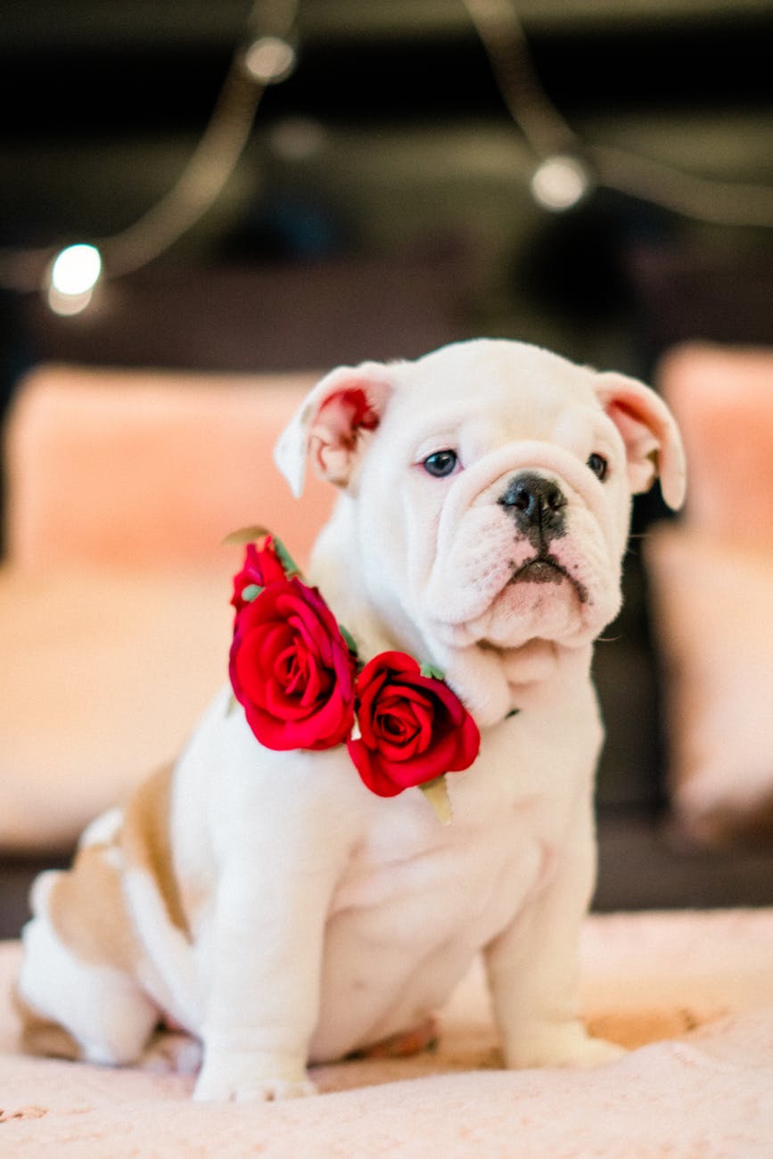 photo of bulldog with roses