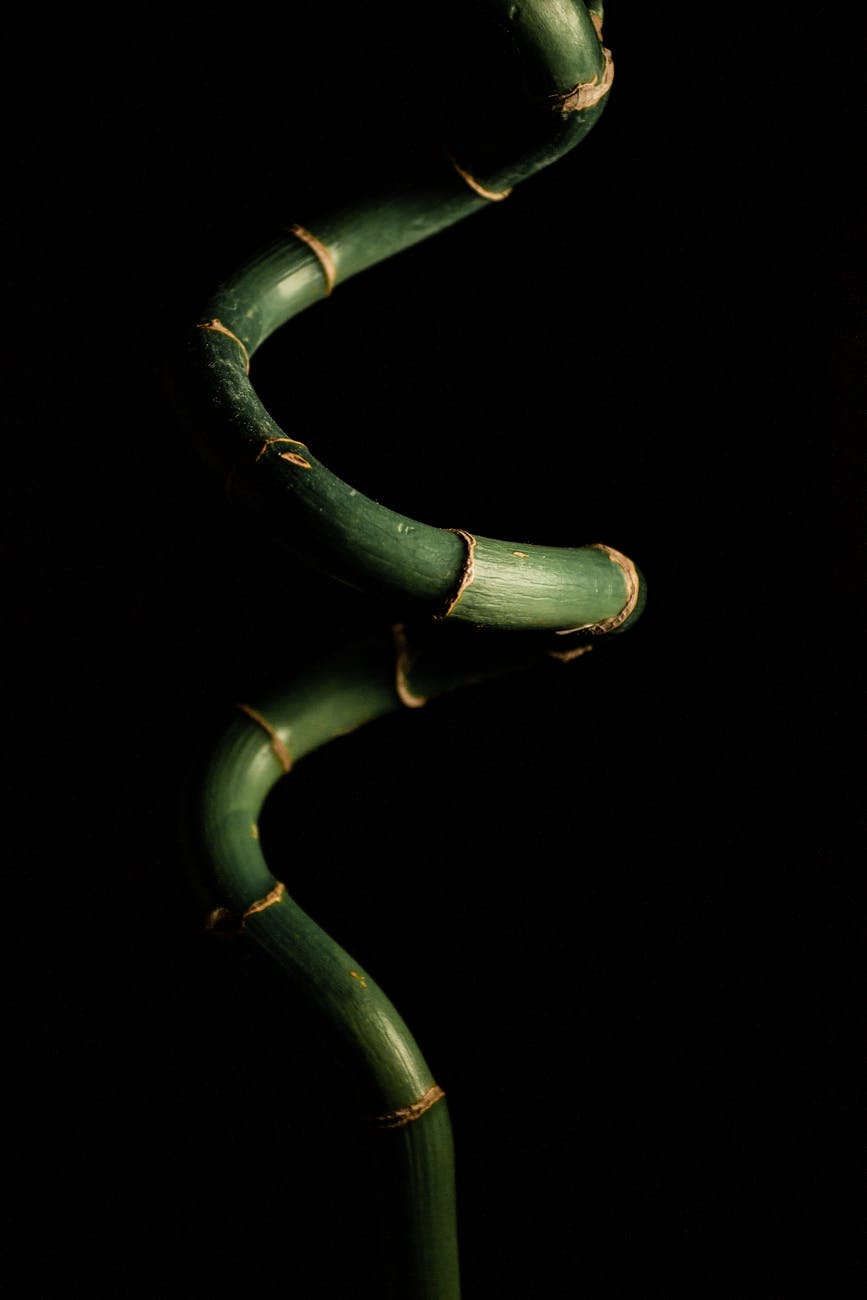 close up photography of lucky bamboo plant