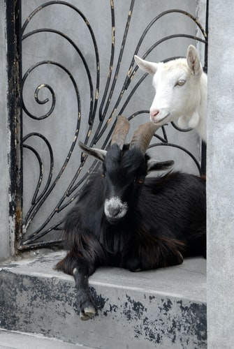 Photo by Janine Joles on Unsplash Goats