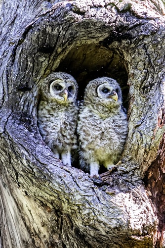 Photo by Stephanie LeBlanc on Unsplash Barred Owls