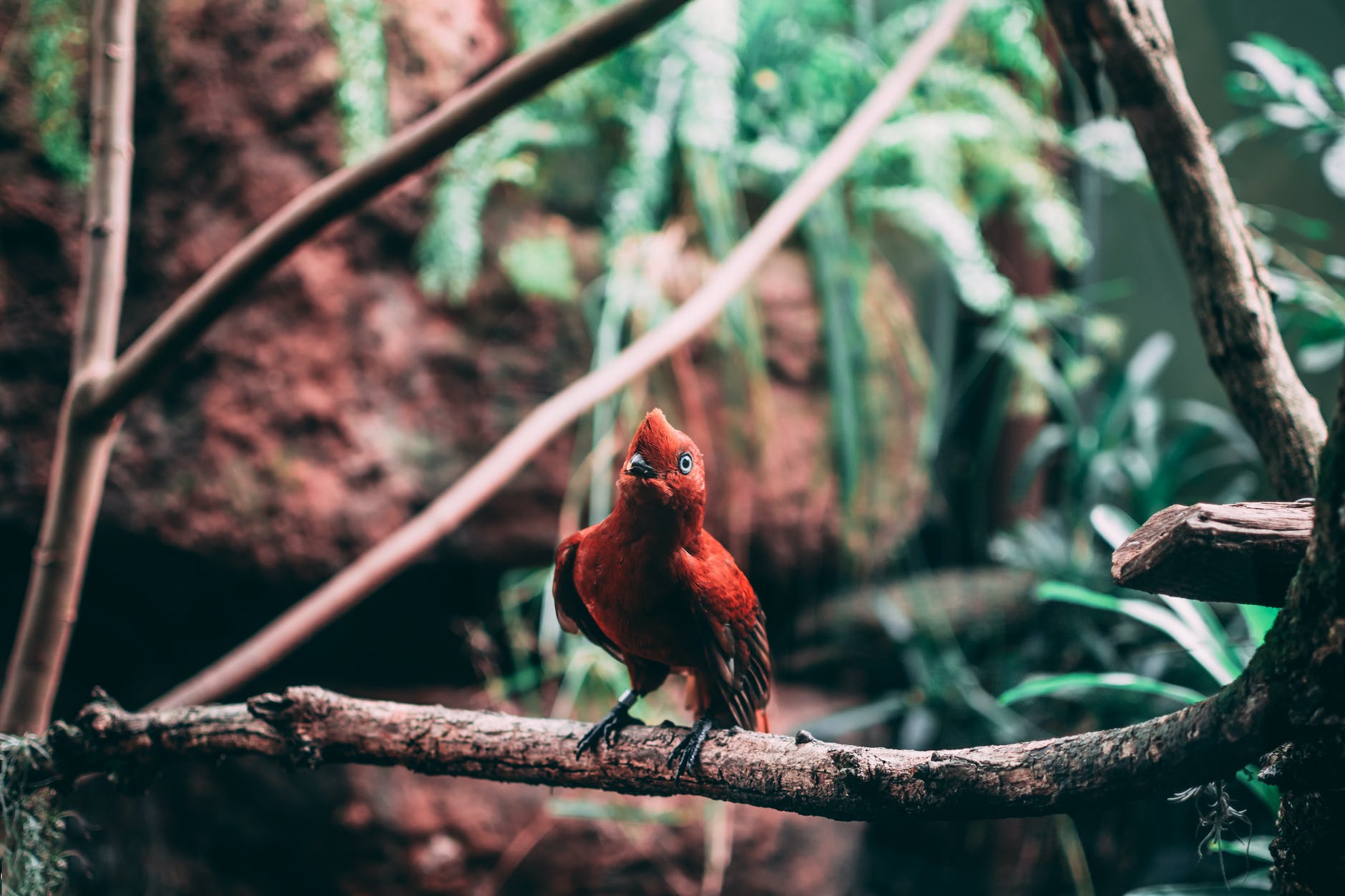 selective focus photography of red perching bird