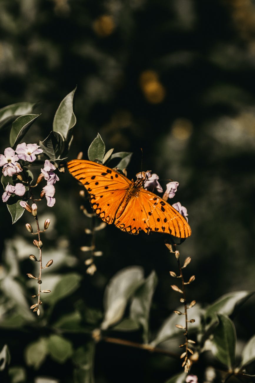 gulf fritillary butterfly perching on flower